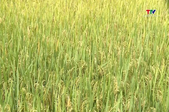 Các địa phương đẩy nhanh tiến độ thu hoạch lúa chiêm Xuân