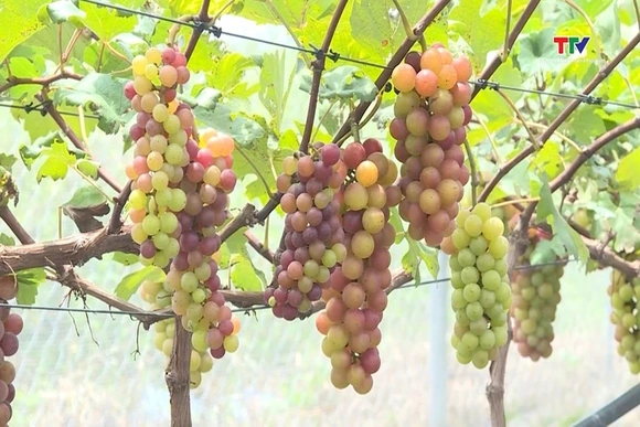 Ứng dụng công nghệ trong sản xuất nông nghiệp hữu cơ