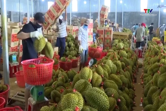 Sầu riêng Việt Nam tăng tốc chinh phục thị trường toàn cầu