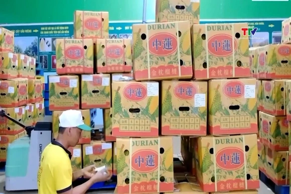 Mở rộng thị trường xuất khẩu mặt hàng sầu riêng