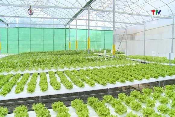 Thanh Hóa có 230 ha sản xuất nông nghiệp ứng dụng nhà màng, nhà lưới