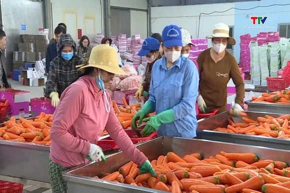 Xuất khẩu rau quả hướng đến mục tiêu 10 tỷ USD trong năm 2026
