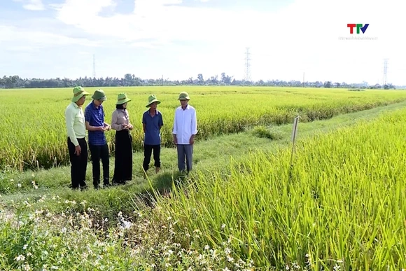 Đẩy nhanh tiến độ thu hoạch lúa  chiêm xuân