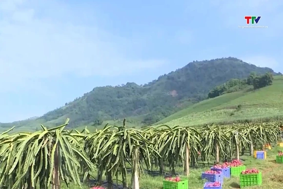 Chuẩn hóa mã số vùng trồng để bảo vệ thương hiệu nông sản Việt