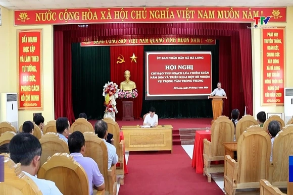 Khẩn trương thu hoạch lúa chiêm xuân ở Hà Long