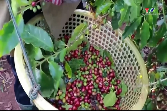 Giá cà phê trong nước và thế giới bật tăng trở lại