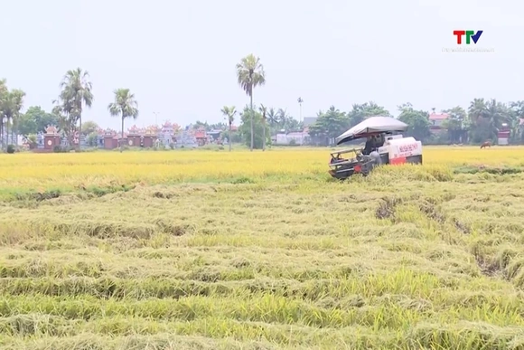 Đẩy nhanh thu hoạch vụ Xuân, chủ động sản xuất vụ Mùa