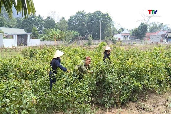 Phát triển dược liệu gắn với chuyển đổi cơ cấu cây trồng