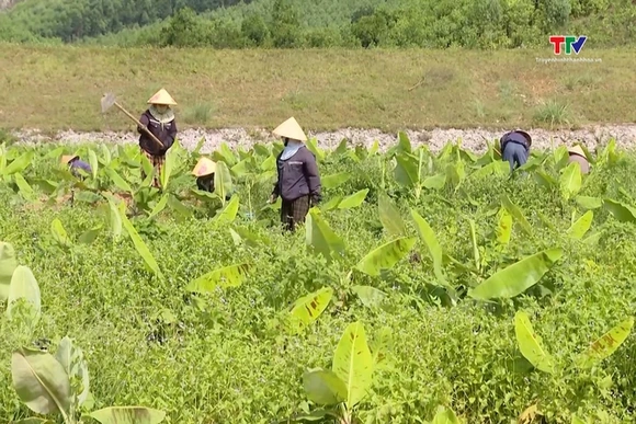 Nông dân Thanh Hóa ứng phó với nắng nóng gay gắt