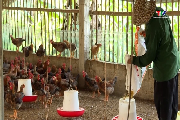 Chống nóng cho gia cầm