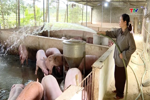 Không để đàn vật nuôi bị sốc nhiệt do nắng nóng
