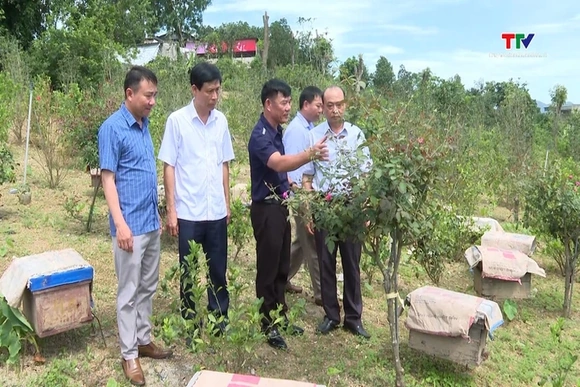 Những nông dân làm giàu trên đất đồi rừng