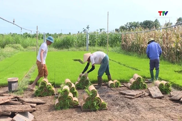 Chủ động các điều kiện cho sản xuất vụ Thu Mùa