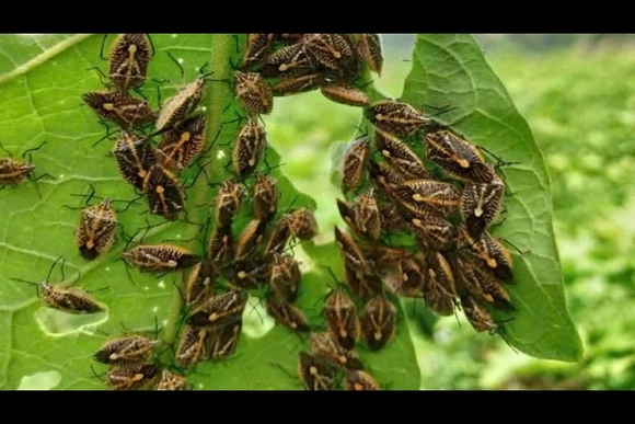 6 người nghi ngộ độc sau khi ăn bọ xít rừng tại xã Phú Xuân
