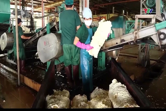 Giá cao su thế giới tăng mạnh