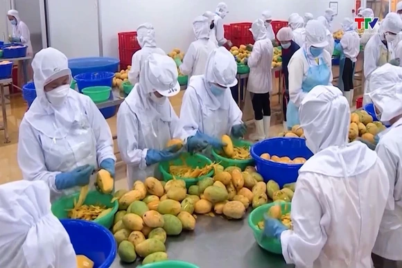Rau quả Việt Nam duy trì đà tăng trưởng ấn tượng
