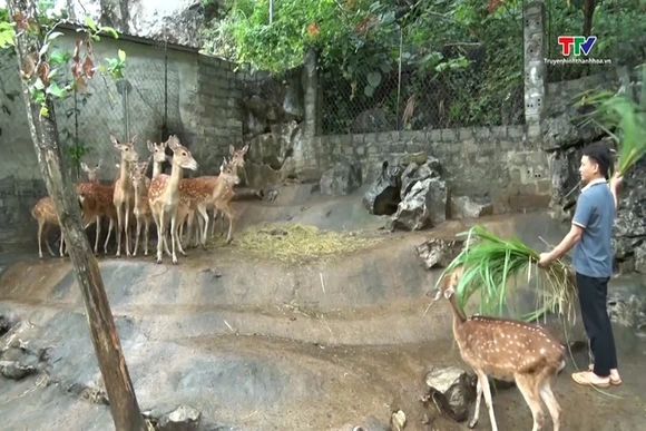 Vượt khó làm giàu trên quê hương