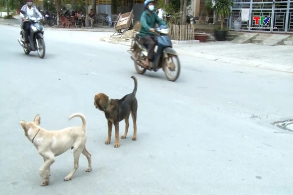 Phát hiện sớm bệnh giun sán chó, mèo