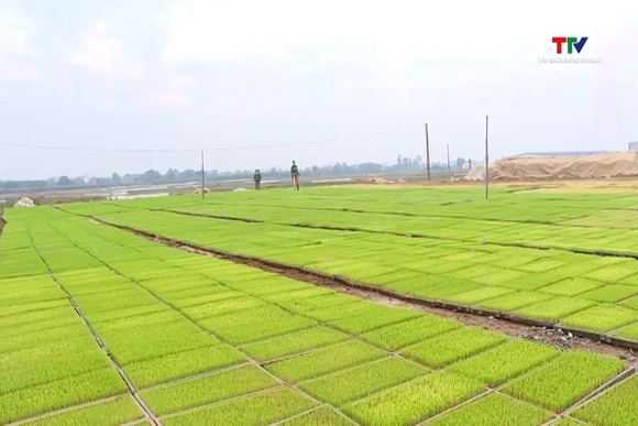 Thanh Hóa giải phóng 47.500 ha đất để sản xuất vụ mùa 2026