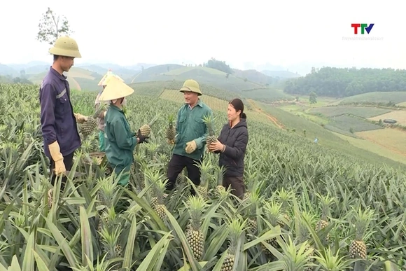 Giá dứa giảm mạnh, người trồng dứa gặp khó khăn