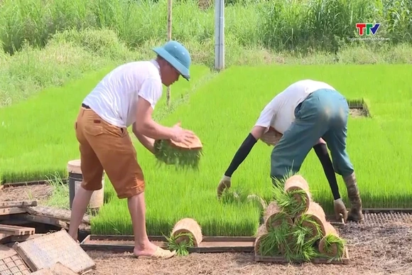 Thanh Hóa tập trung sản xuất vụ Mùa