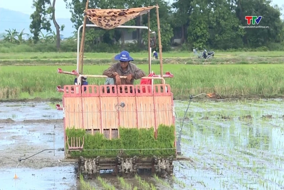 Sản xuất mạ khay - thúc đẩy cơ giới hóa trong sản xuất lúa
