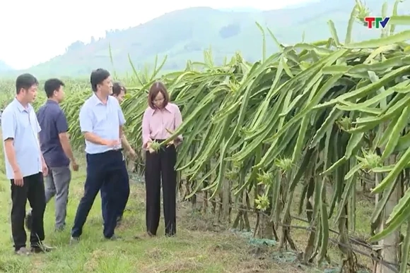 Duy trì mã số vùng trồng, khẳng định giá trị nông sản