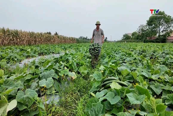 Nông nghiệp an toàn – Hướng đi nâng cao giá trị nông sản Thanh Hóa