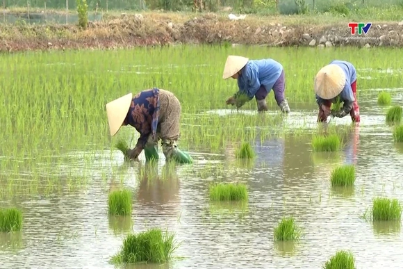 Sử dụng thuốc trừ cỏ cho lúa vụ mùa