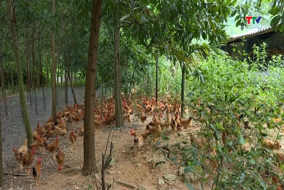 Chống nóng cho gia súc – gia cầm