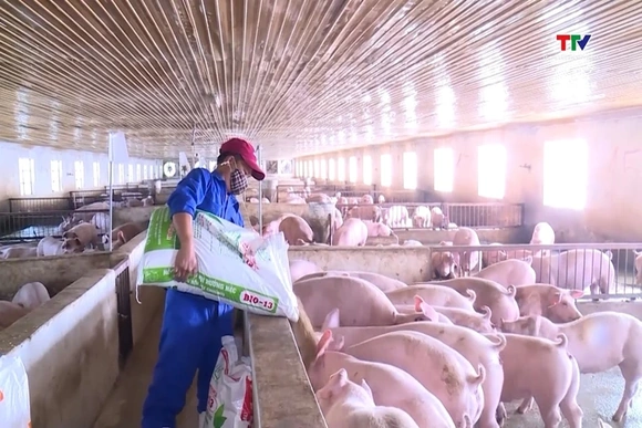 Giá lợn hơi duy trì ổn định sau những đợt giảm giá cục bộ