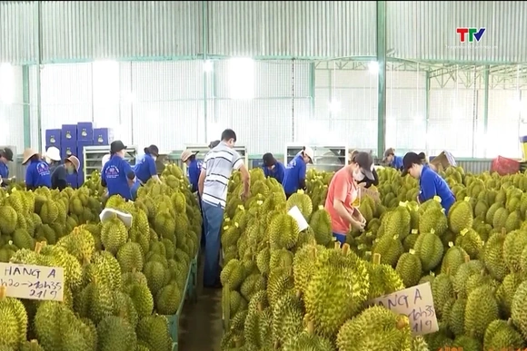 Ngành sầu riêng chuẩn hóa truy xuất nguồn gốc và chuỗi cung ứng