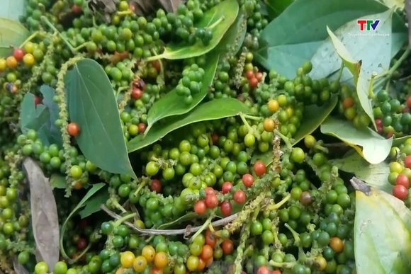 Xuất khẩu hồ tiêu tăng mạnh