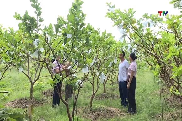 Xây dựng mối liên kết bền vững, mở đường cho tín dụng phát triển