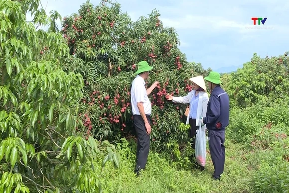 Duy trì mã số vùng trồng, khẳng định giá trị nông sản
