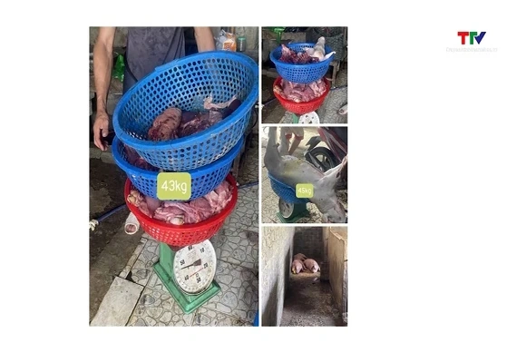 Khởi tố 3 đối tượng mua bán, giết mổ tiêu thụ lợn mắc dịch tả lợn châu Phi