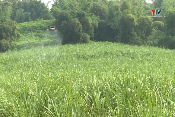 Một số lưu ý khi sử dụng thuốc bảo vệ thực vật cho cây trồng