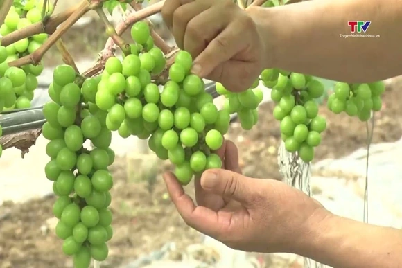 Hơn 3.690 ha sản xuất nông nghiệp sạch đạt tiêu chuẩn an toàn thực phẩm