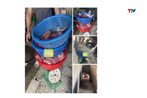 Khởi tố 3 đối tượng mua bán, giết mổ tiêu thụ lợn mắc dịch tả lợn châu Phi