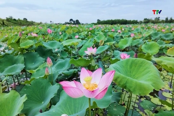 Sắc sen làm say lòng du khách tại Thành Nhà Hồ