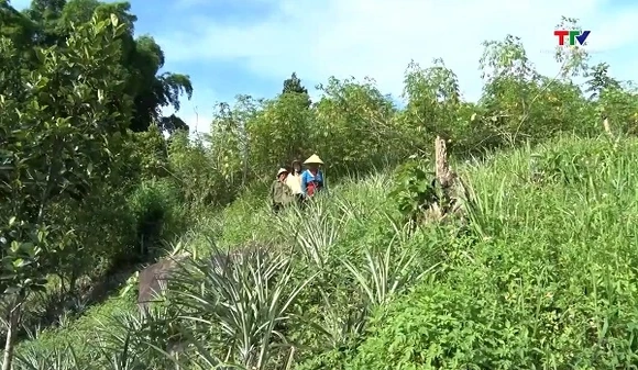 Trải nghiệm hái dứa nơi lưng núi