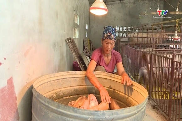 Xã Nga Thắng chủ động phòng chống dịch bệnh cho gia súc, gia cầm