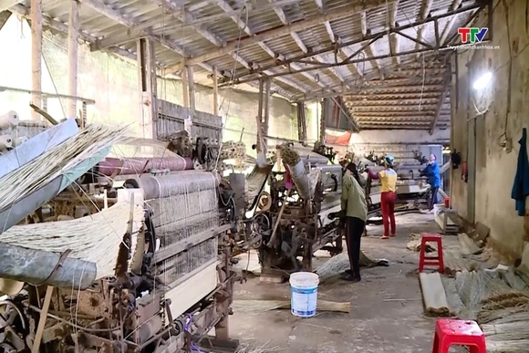 Ứng dụng khoa học công nghệ để phát triển nghề dệt chiếu cói