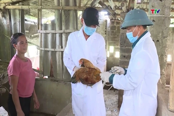 Dịch bệnh cúm gia cầm và các biệp pháp phòng, chống