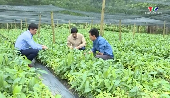 Thanh Hóa trồng mới và trồng lại hơn 5.000 ha rừng