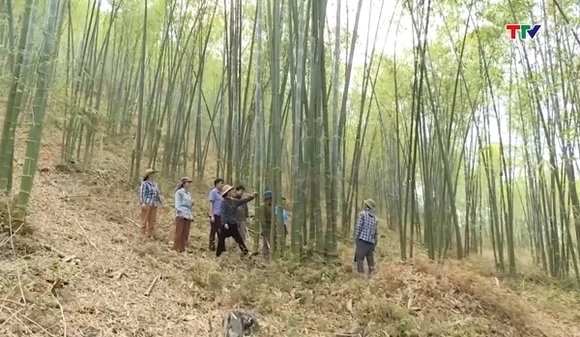 Chủ động thâm canh, phục tráng 2.000 ha rừng luồng
