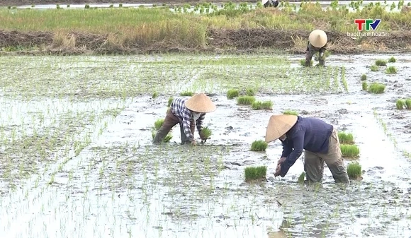 Thanh Hóa gieo cấy được 84% diện tích lúa vụ Mùa