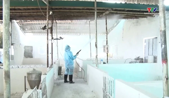 Triển khai quyết liệt các giải pháp phòng, chống dịch bệnh cho gia súc, gia cầm