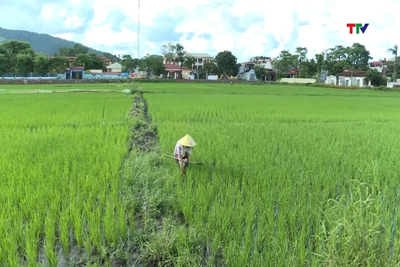 Tập trung hoàn thành kế hoạch sản xuất vụ Mùa