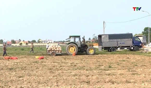 Chuyển đổi linh hoạt hơn 1.050ha đất trồng lúa năng suất thấp